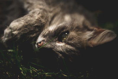 灰色的猫躺在草地上
